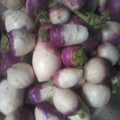  اللفت المخلل 