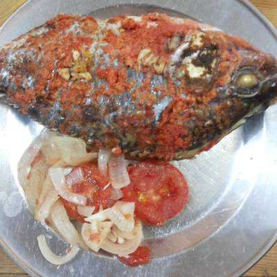  سمك سنجاري ♥ 