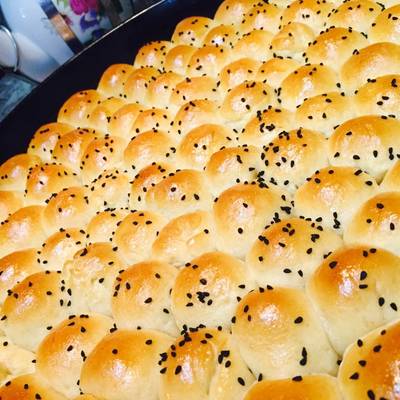  خلايا النحل 