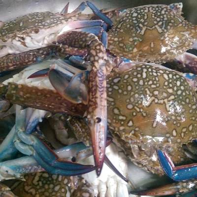  أزأز كابوريا 