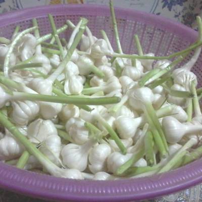  تفريز الثوم فى المجمد 